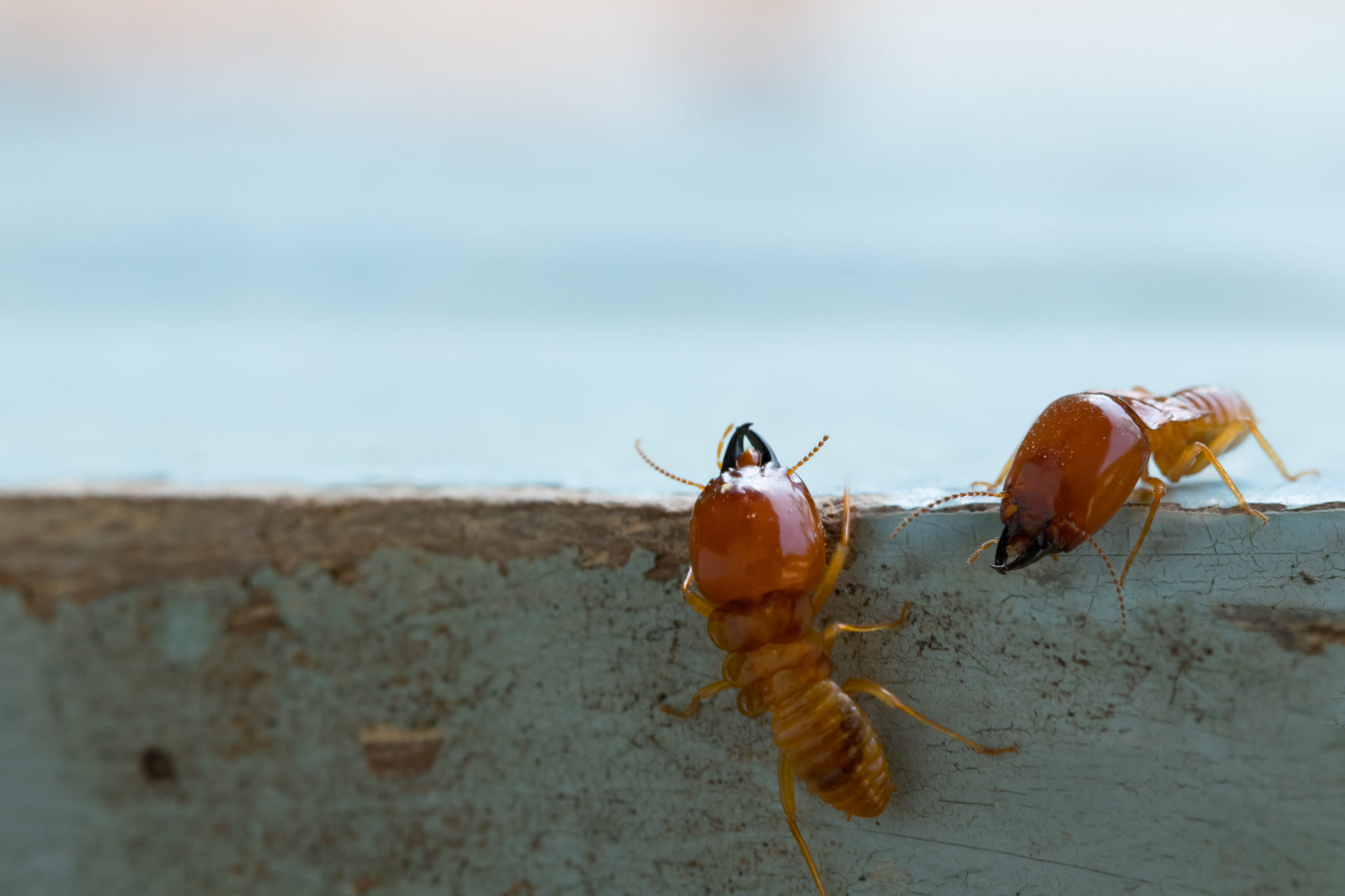 Termites on concrete slab